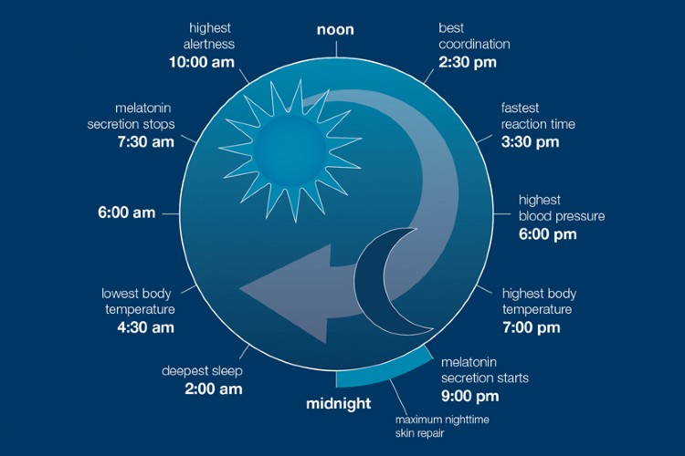 sleep cycle