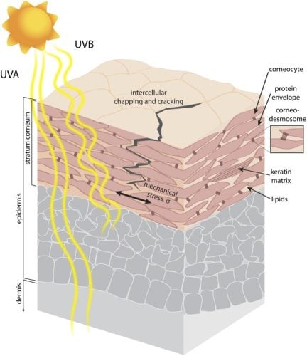 Skin penetration of UVA and UVB