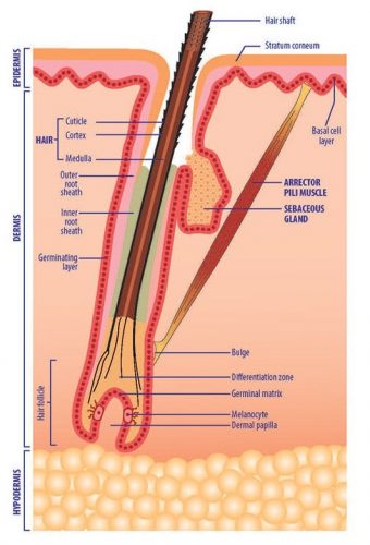 hair follicles structure 