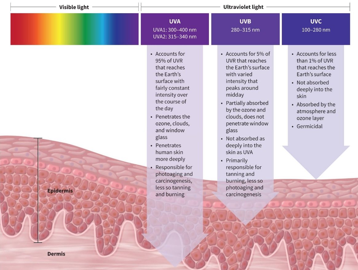 UVA and UVB effects on skin.jpg