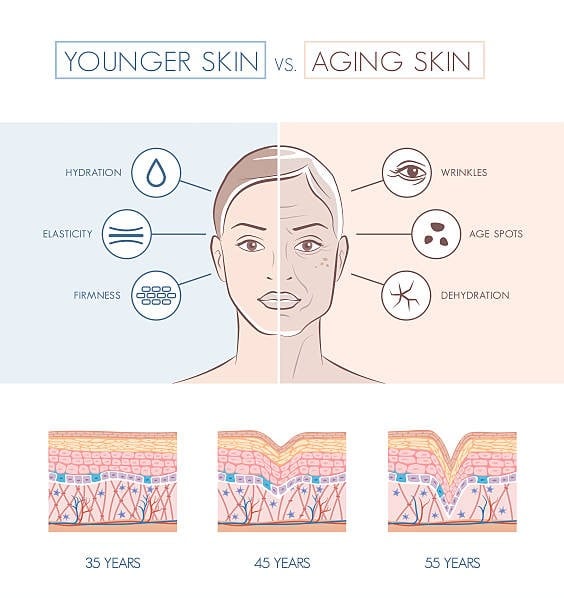 younger vs aged skin